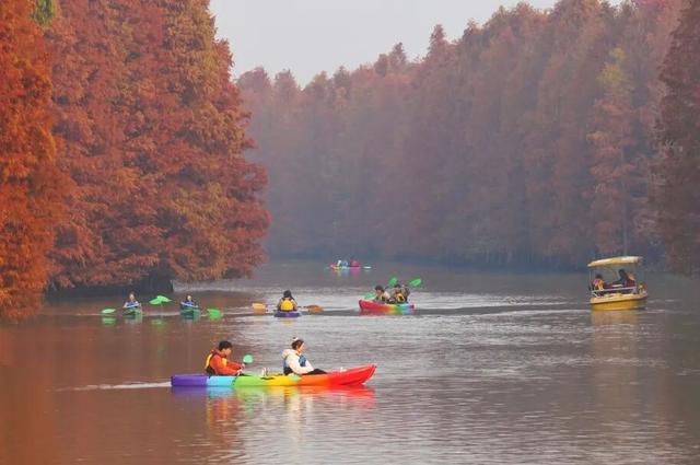 秋冬颜值天花板，上海海湾森林公园红杉林迎最佳观赏期