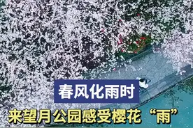 春风化雨时，来望月公园感受樱花“雨”图片