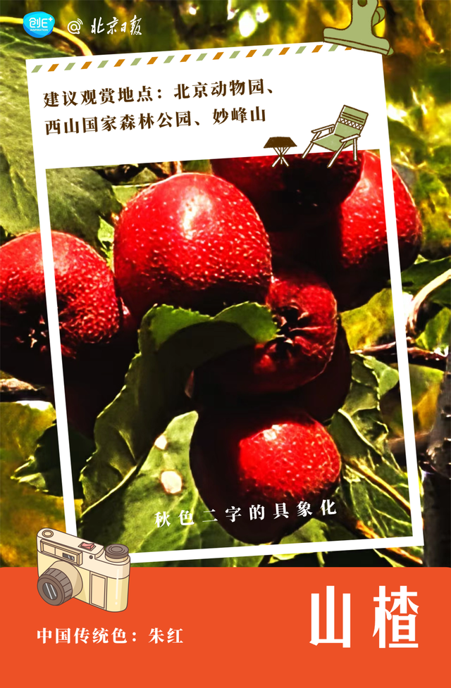 不只有红叶，北京的秋色能有多惊艳