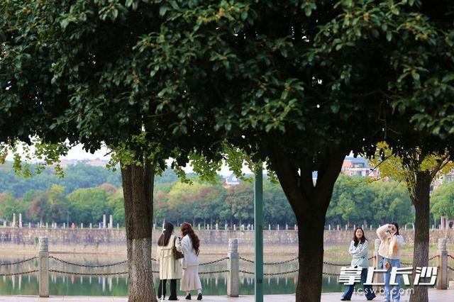 寒意尚浅秋桂冬开，立冬时节长沙满城飘溢桂花香