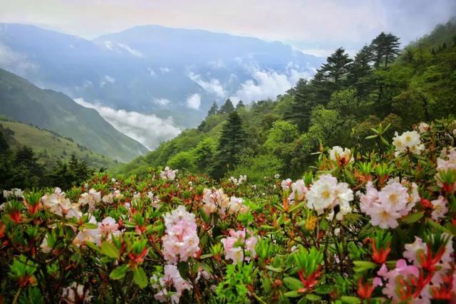 乐西高速马昭段贯通！凉山东线风光美出圈