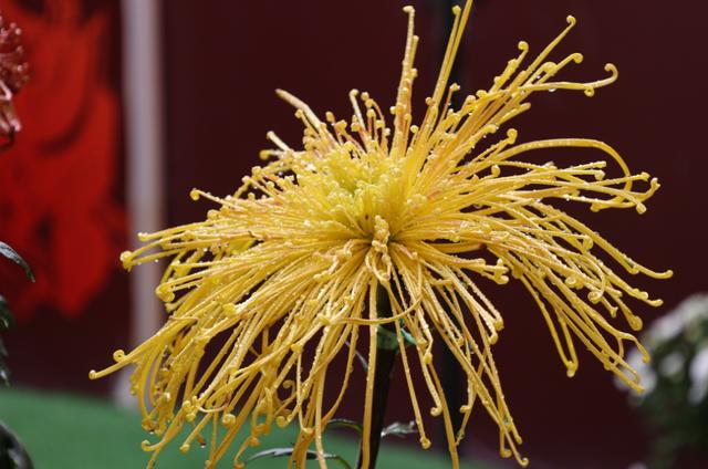 开封的反差感，太让人上头了！