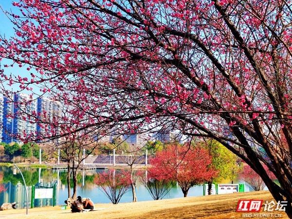 常德赏梅正当时！城区多处梅景成冬日打卡地