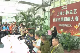 蝈蝈比赛是怎样的？这个比赛吸引众多“虫友”图片