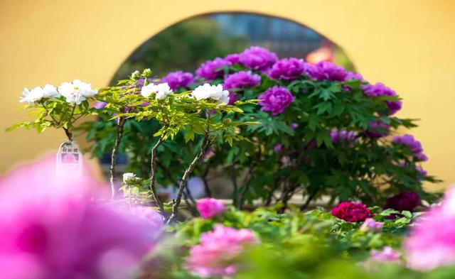 从山野到庭院，解锁“天彭牡丹”城市IP的“彭州路径”