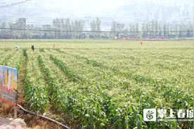 甘甜硕果挂满枝 阳宗海800多亩鲜食玉米迎来丰收季图片