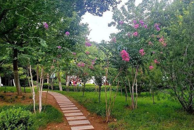 泉城夏日“紫薇季”浪漫开启，济南九大公园景区花开正艳