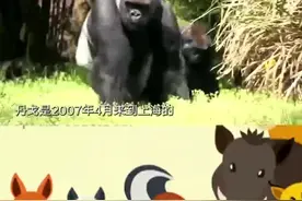 闲话上海丨丹戈，一只听得懂上海话的大猩猩图片