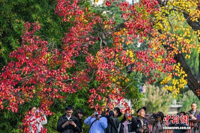 秋景迷人眼 南京莫愁湖色彩斑斓诗意浓