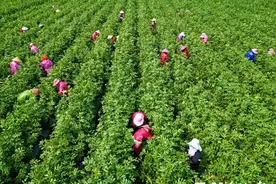 连江7000亩蚕豆喜获丰收 个大饱满口感清甜，走俏国内市场图片