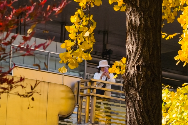 静安“银杏车站”迎来最美时刻！满眼的金色浪漫……（附全区银杏打卡点位）