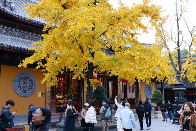 美景叠加禅意：龙华寺成为上海热门赏秋胜地