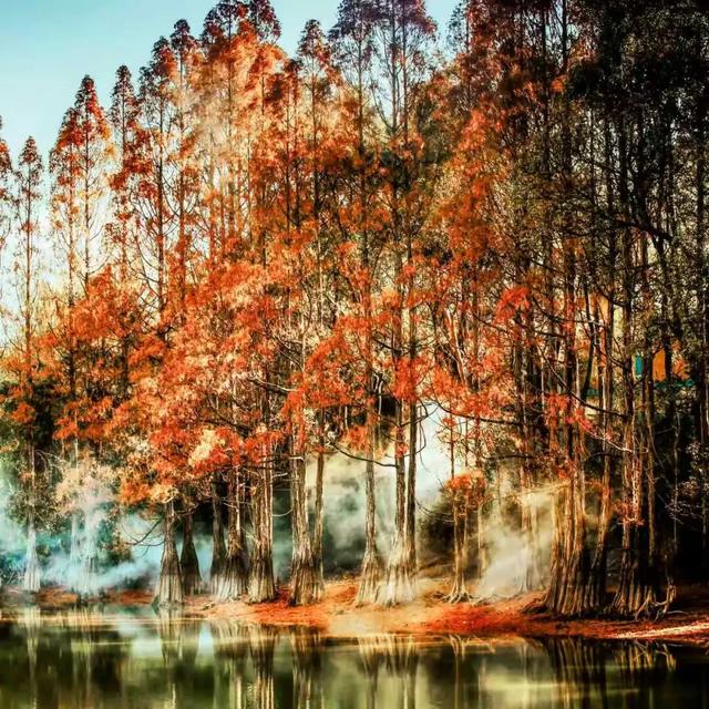 把冬天拍成油画！上饶这片水杉林，氛围感直接拉满