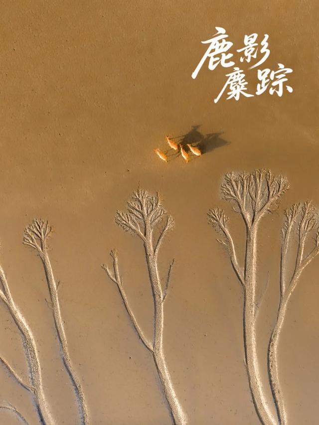 同学，盐城你来对了！