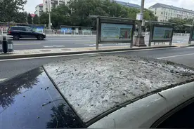 有些大树下为啥总是黏糊糊的？“胶”从何来？图片