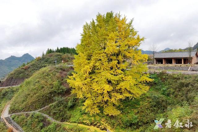 叙永“天府树王”迎最佳观赏期 游玩攻略请查收