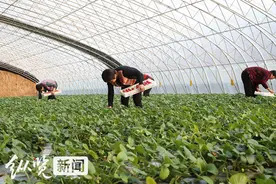 新年新计划 河北中小企业开年忙图片