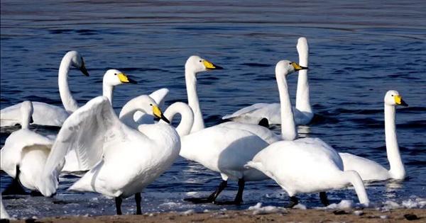 河曲融媒天鹅直播引发关注 生态美景与媒体担当获双重点赞