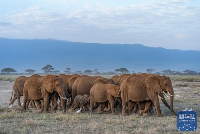 探访肯尼亚安博塞利国家公园