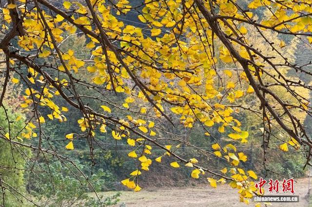 湖北安陆千年银杏林换“金装”