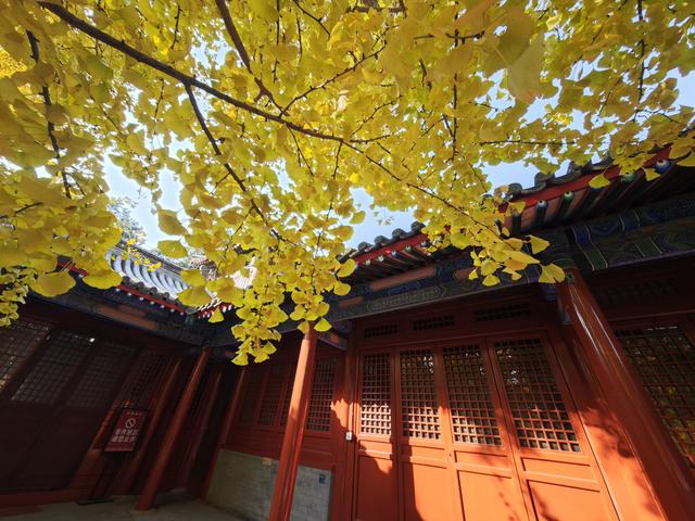 北京石景山承恩寺百年银杏进入最佳观赏期