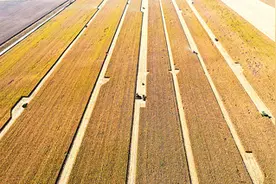 一座农场的绿色转型图片