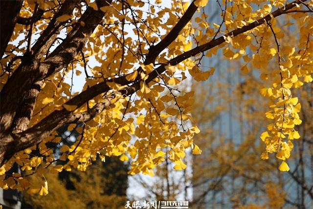 金色银杏与车流共舞,贵阳文昌南路上的“限定冬景”