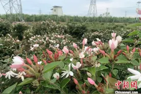 （走进中国乡村）“世界茉莉花都”的“花”样财富图片