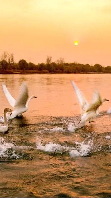 绝绝子！除了绝绝子，我还能怎么夸洛阳