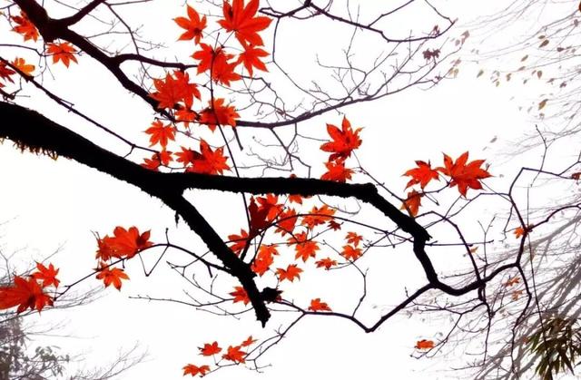 别等天晴了！雨天的秋日瓦屋，藏着你没见过的朦胧浪漫