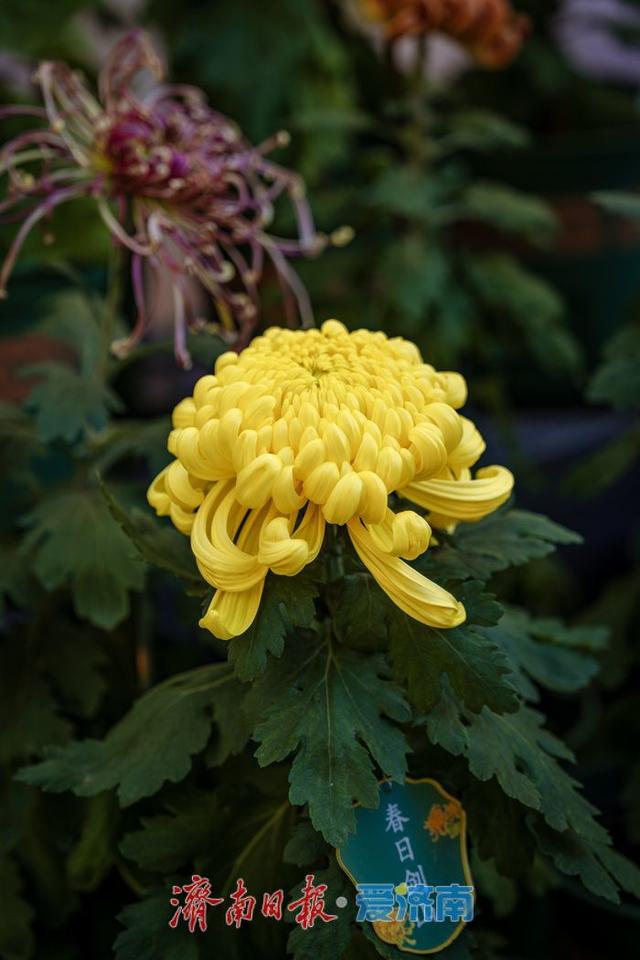 一年四季 泉在济南丨趵突泉金秋菊展盛装绽放，游客市民共赏千菊争艳