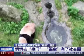 悄悄去“串门”！“福宝”原来是个社交小能手图片