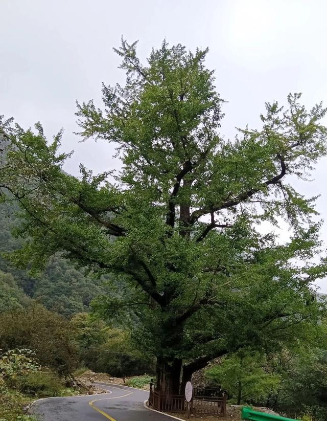 倒计时 1 天！河南嵩县第十六届银杏文化艺术活动暨产业发展大会即将开幕