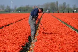 （外代一线）荷兰：郁金香花海图片