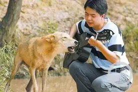 百姓记录｜20年前与狼共舞的重庆“初代网红” 再探狼群图片