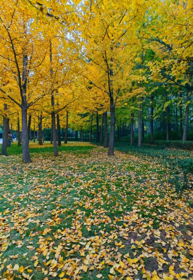 赏秋不用远足，济南森林公园诗意盎然