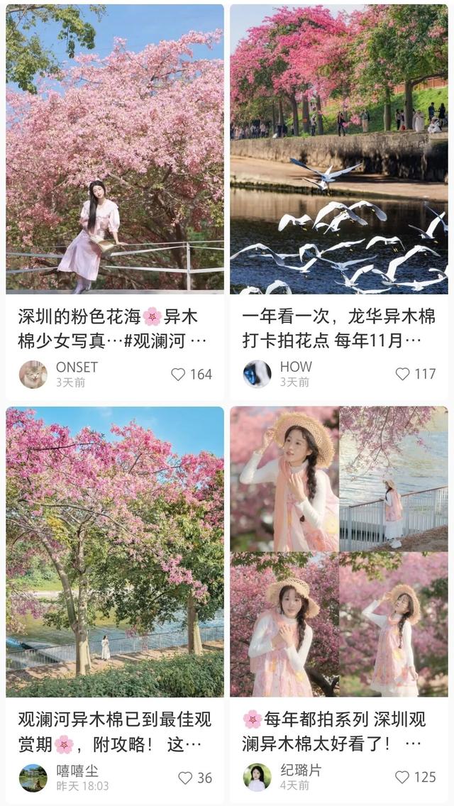 粉色花海，已开遍龙华