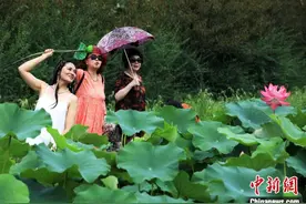 成都千亩荷塘荷花盛开迎来观赏期图片