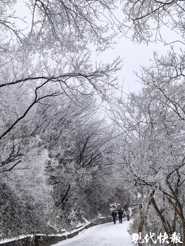 一夜白头！紫金山“千树万树梨花开”