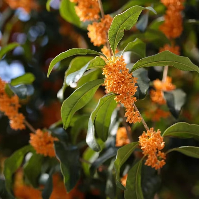 香香香！“秋日限定香”太上头了↗↗但路边的桂花能捡回家吃吗？别捡！别吃！