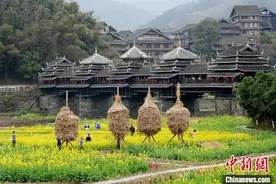 广西三江侗乡：油菜花开引客来图片