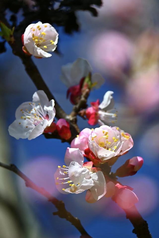 老家河南邀你赴一场春日盛宴！