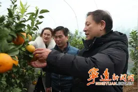宁远：“烟熏火烤+盖膜”为柑橘防霜冻图片
