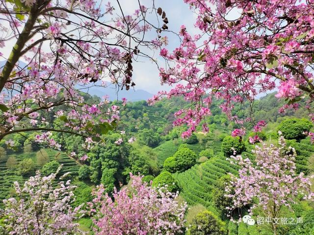 2.5h缩短至1h车程！趁高速通车来这两座宝藏小城，品品茶香和诗意……