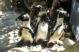 刷新认知！非洲斑嘴环企鹅宁波“首秀”图片