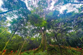 盘一盘雅安古树名木，桢楠王比它“年轻”1000岁只能排第三图片