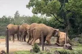 非洲象发生“霸凌”事件？上海野生动物园回应，记者实探图片