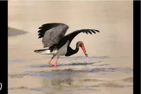 【甘快看】世界湿地日|这片湿地上 黑鹳有了厚厚的“日记”图片