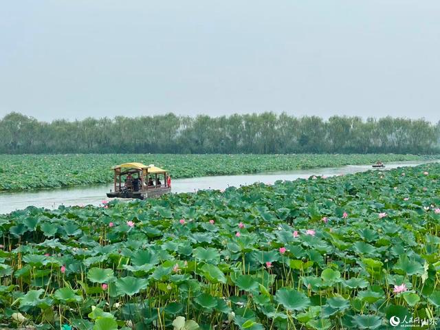 行进中国丨微山湖光焕新景