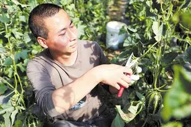 甜瓜熟了 果农笑了图片